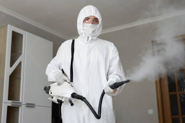 Best Black Mold Removal  in Edinburg, VA